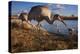 Sandhill Cranes and Mallard Ducks, British Columbia, Canada-Art Wolfe-Premier Image Canvas
