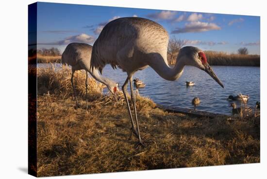 Sandhill Cranes and Mallard Ducks, British Columbia, Canada-Art Wolfe-Premier Image Canvas