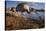 Sandhill Cranes and Mallard Ducks, British Columbia, Canada-Art Wolfe-Premier Image Canvas