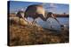 Sandhill Cranes and Mallard Ducks, British Columbia, Canada-Art Wolfe-Premier Image Canvas