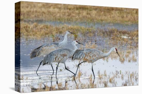 Sandhill Cranes Bosque de Apache National Wildlife Refuge, New Mexico-Howie Garber-Premier Image Canvas