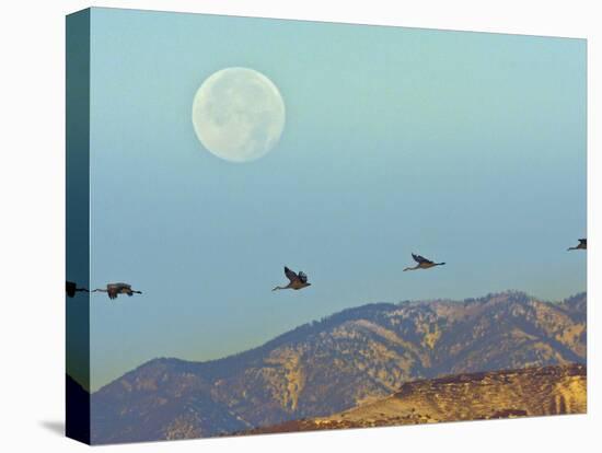 Sandhill Cranes, Bosque Del Apache National Wildlife Refuge, New Mexico, USA-Cathy & Gordon Illg-Premier Image Canvas