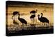 Sandhill Cranes, Bosque Del Apache, New Mexico-Paul Souders-Premier Image Canvas