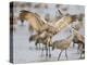 Sandhill Cranes Dancing on the Platte River Near Kearney, Nebraska, USA-Chuck Haney-Premier Image Canvas