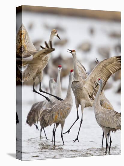 Sandhill Cranes Dancing on the Platte River Near Kearney, Nebraska, USA-Chuck Haney-Premier Image Canvas