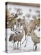 Sandhill Cranes Dancing on the Platte River Near Kearney, Nebraska, USA-Chuck Haney-Premier Image Canvas