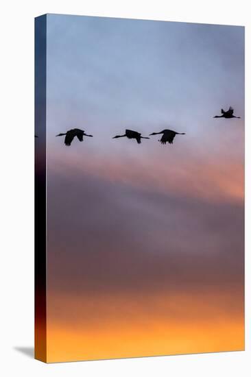 Sandhill Cranes Flying at Sunset, Bosque Del Apache National Wildlife Refuge, New Mexico-Maresa Pryor-Premier Image Canvas