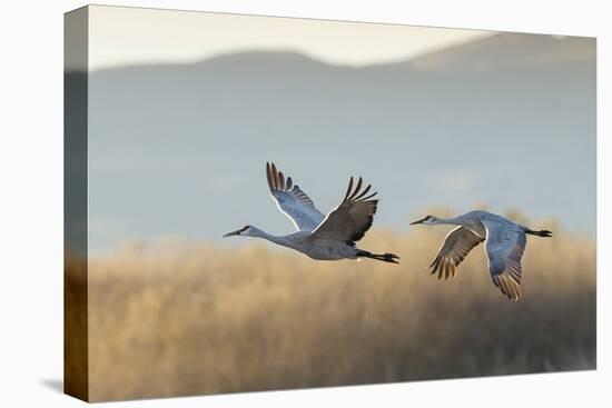 Sandhill Cranes Flying, Bosque Del Apache National Wildlife Refuge, New Mexico-Maresa Pryor-Premier Image Canvas