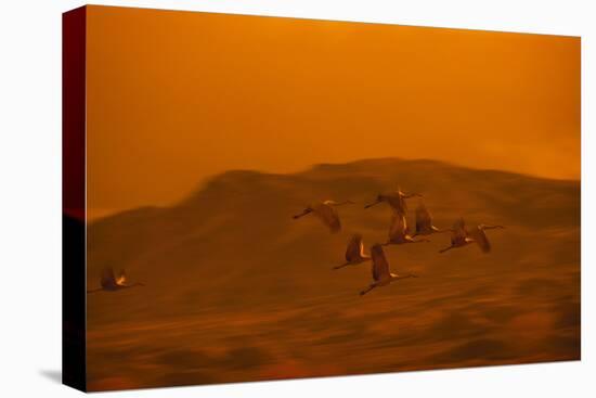 Sandhill Cranes Flying-DLILLC-Premier Image Canvas