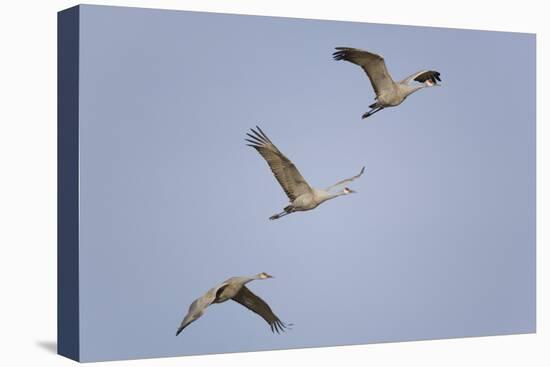 Sandhill Cranes Flying-DLILLC-Premier Image Canvas