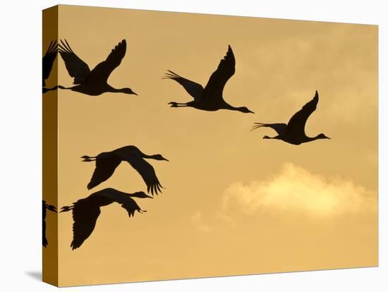 Sandhill Cranes (Grus Canadensis) Flying at Dawn, Platte River, Nebraska, USA-William Sutton-Premier Image Canvas