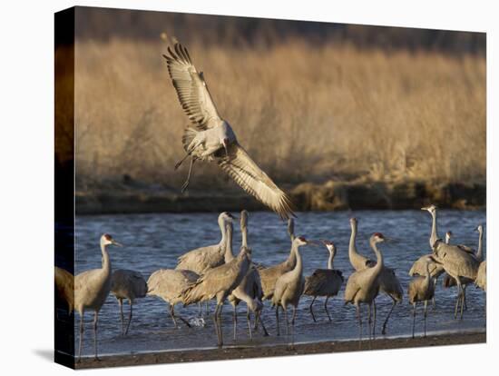 Sandhill Cranes (Grus Canadensis) Flying at Dusk, Platte River, Nebraska, USA-William Sutton-Premier Image Canvas