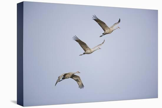 Sandhill Cranes in Flight-DLILLC-Premier Image Canvas