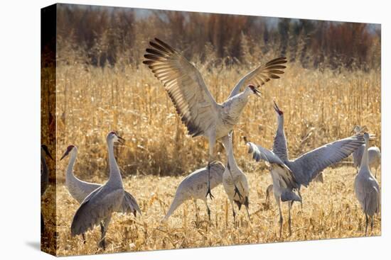 Sandhill Cranes in the Corn Fields, Bosque Del Apache National Wildlife Refuge-Maresa Pryor-Premier Image Canvas