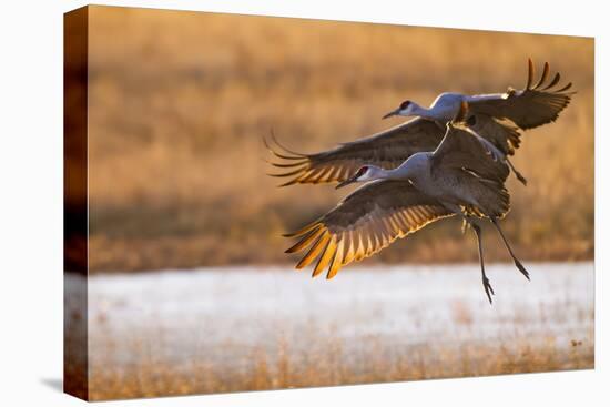 Sandhill Cranes Landing at Roosting Marsh-Larry Ditto-Premier Image Canvas