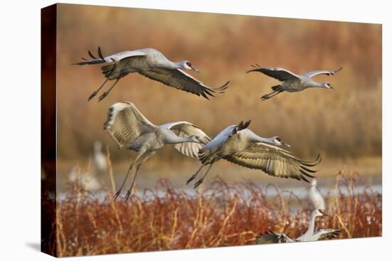 Sandhill Cranes Landing, Bosque Del Apache NWR, New Mexico, USA-Larry Ditto-Premier Image Canvas