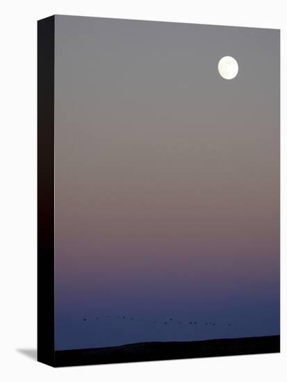 Sandhill Cranes Moon Flying Under Full Moon at Twilight-Arthur Morris-Premier Image Canvas