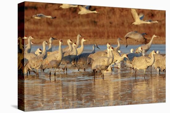 Sandhill Cranes Morning Liftoff, Bosque Del Apache National Wildlife Refuge, New Mexico-Maresa Pryor-Premier Image Canvas