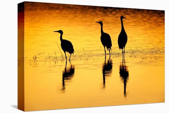 Sandhill cranes silhouetted at sunset. Bosque del Apache National Wildlife Refuge, New Mexico-Adam Jones-Premier Image Canvas