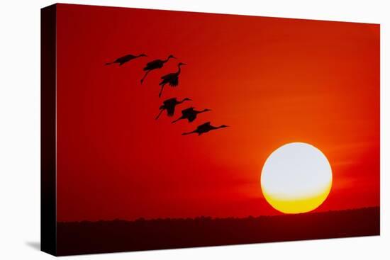 Sandhill cranes silhouetted flying. Bosque del Apache National Wildlife Refuge, New Mexico-Adam Jones-Premier Image Canvas