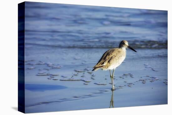 Sandpiper in the Surf II-Alan Hausenflock-Premier Image Canvas