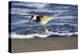 Sandpiper in the Surf III-Alan Hausenflock-Premier Image Canvas