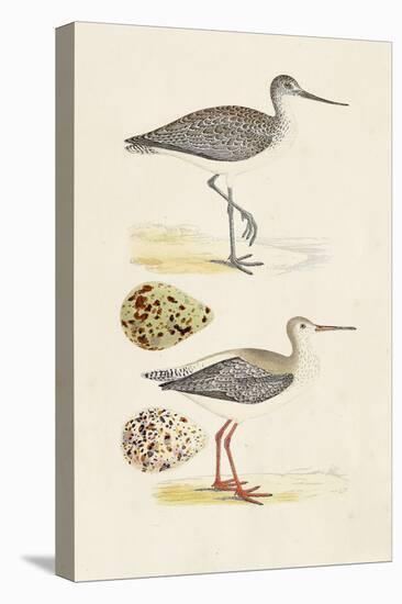 Sandpipers & Eggs I-Morris-Stretched Canvas