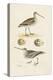 Sandpipers & Eggs III-Morris-Stretched Canvas