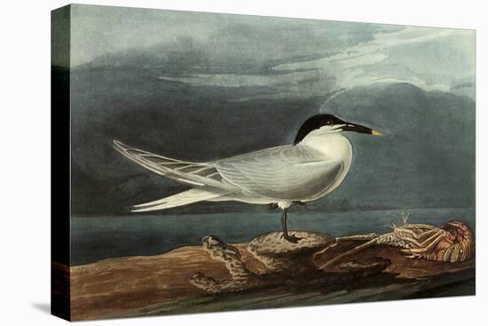 Sandwich Tern-John James Audubon-Premier Image Canvas