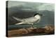 Sandwich Tern-John James Audubon-Premier Image Canvas