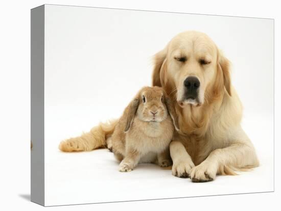 Sandy Lop Rabbit Cuddling up with Sleepy Golden Retriever Bitch-Jane Burton-Premier Image Canvas