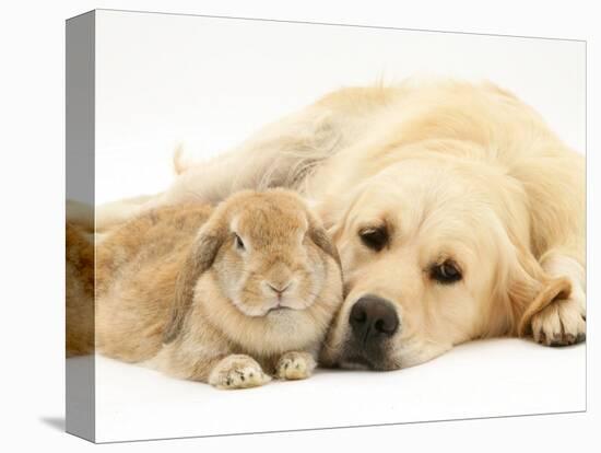 Sandy Lop Rabbit Resting with Golden Retriever Bitch-Jane Burton-Premier Image Canvas