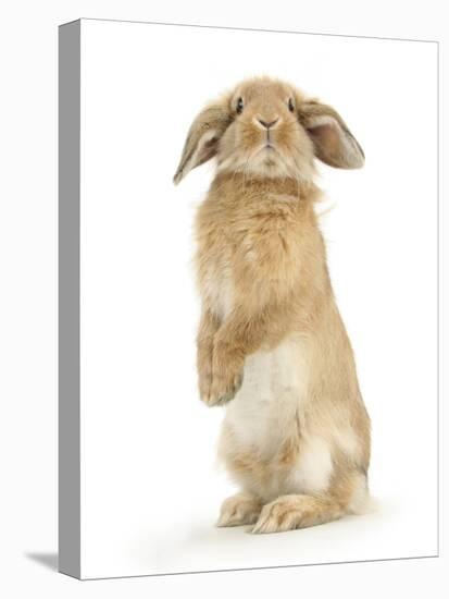 Sandy Lop Rabbit Sitting Up on its Haunches-Mark Taylor-Premier Image Canvas