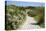 Sandy Path to the Beach, Scrub Plants and Pine Trees in the Background, Costa Degli Oleandri-Guy Thouvenin-Premier Image Canvas