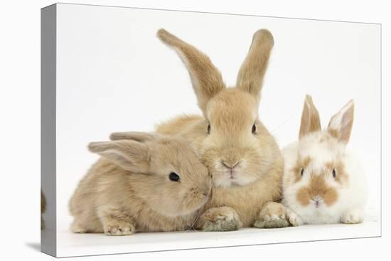 Sandy Rabbit and Two Babies-Mark Taylor-Premier Image Canvas