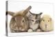 Sandy Rabbit, Tabby Tortoiseshell Maine Coon-Cross Kitten, 7 Weeks, and Yellow Guinea Pig-Mark Taylor-Premier Image Canvas