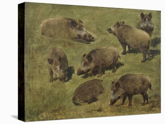 Sangliers couchés et debout, 7 esquisses-Rosa Bonheur-Premier Image Canvas