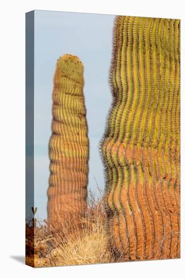 Santa Catalina barrel cactus, Sea of Cortez, Mexico-Claudio Contreras-Premier Image Canvas