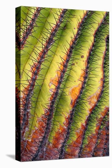 Santa Catalina barrel cactus spines close up, Mexico-Claudio Contreras-Premier Image Canvas