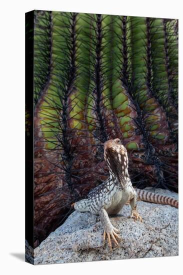 Santa Catalina Island desert iguana in front of barrel cactus-Claudio Contreras-Premier Image Canvas