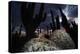 Santa Catalina Island leaf-toed gecko in front of cactuses-Claudio Contreras-Premier Image Canvas