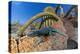 Santa Catalina Island side-blotched lizard in front of cactus-Claudio Contreras-Premier Image Canvas