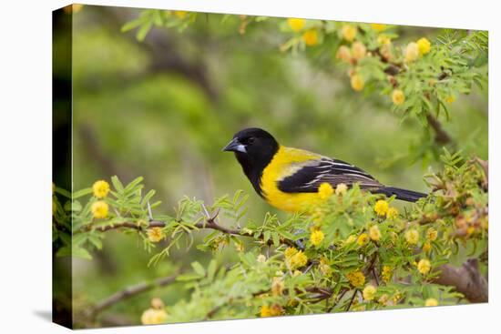 Santa Clara Ranch, Starr County, Texas. Audubon's Oriole (Icterus graduacauda) perched-Larry Ditto-Premier Image Canvas