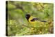 Santa Clara Ranch, Starr County, Texas. Audubons Oriole Perched-Larry Ditto-Premier Image Canvas