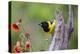 Santa Clara Ranch, Starr County, Texas. Audubons Oriole Perched-Larry Ditto-Premier Image Canvas