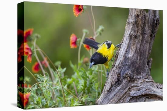 Santa Clara Ranch, Starr County, Texas. Audubons Oriole-Larry Ditto-Premier Image Canvas