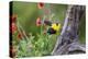 Santa Clara Ranch, Starr County, Texas. Audubons Oriole-Larry Ditto-Premier Image Canvas