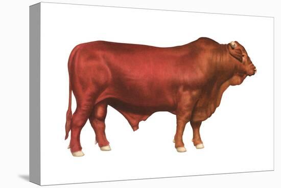 Santa Gertrudis Bull, Beef Cattle, Mammals-Encyclopaedia Britannica-Stretched Canvas