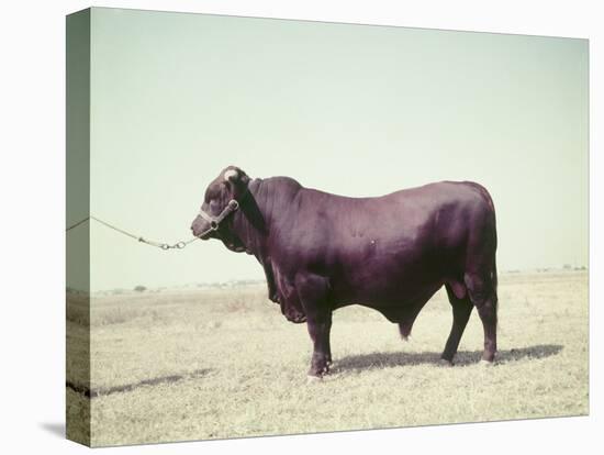 Santa Gertrudis Bull Is a Cross Between Shorthorns and Brahmans and Is Bred at King Ranch-John Dominis-Premier Image Canvas