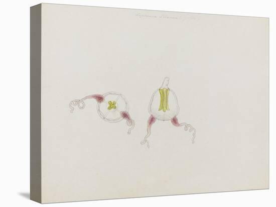 Saphenia Titania: Jellyfish-Philip Henry Gosse-Premier Image Canvas